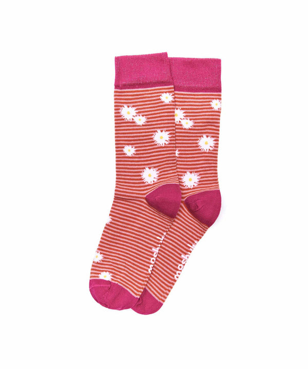 KENAI PINK DAISY